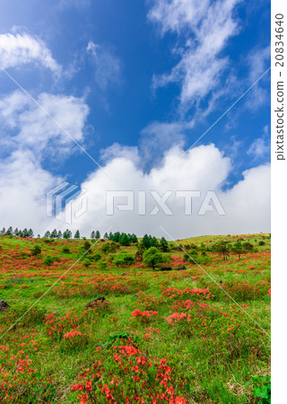 A plateau of azalea azalea 20834640