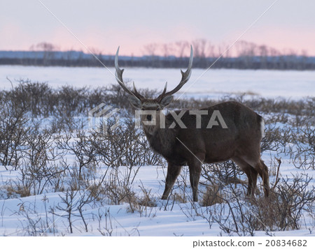 Stag anticipating here (evening) 20834682