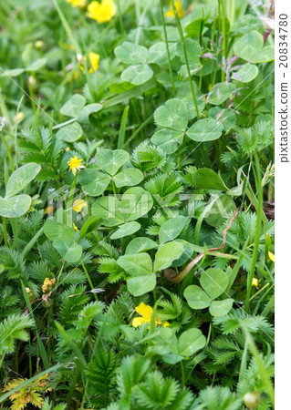 Carpet from a clover Potentilla anserina Carpet from a clover Potentilla anserina 20834780