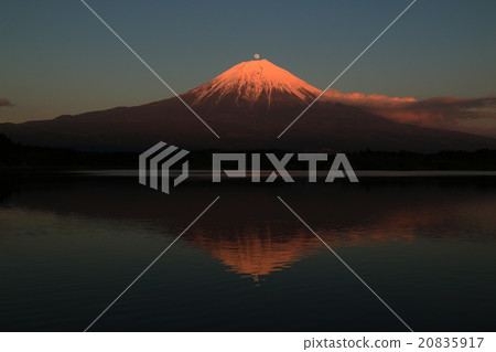 雙珍珠富士 20835917