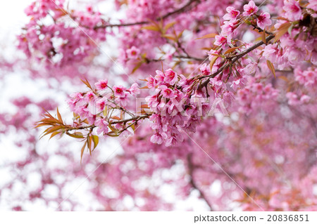 spring sakura pink flower nature background spring sakura pink flower nature background 20836851