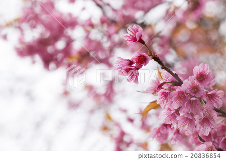 spring sakura pink flower nature background spring sakura pink flower nature background 20836854