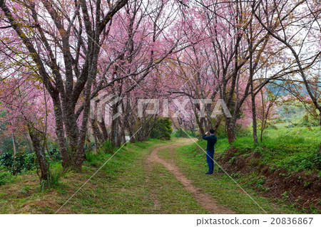 Man tourists using take a photo of pink sakura Man tourists using take a photo of pink sakura 20836867