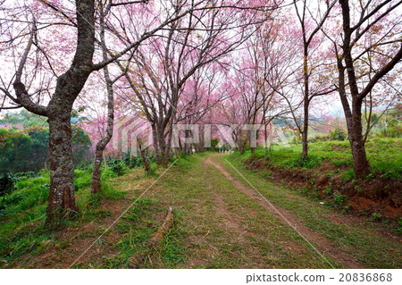 pink sakura blossoms on dirt road in thailand 20836868