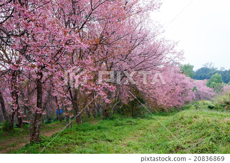 pink sakura blossoms on dirt road in thailand 20836869