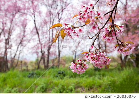 Close up branch with pink sakura blossoms Close up branch with pink sakura blossoms 20836870