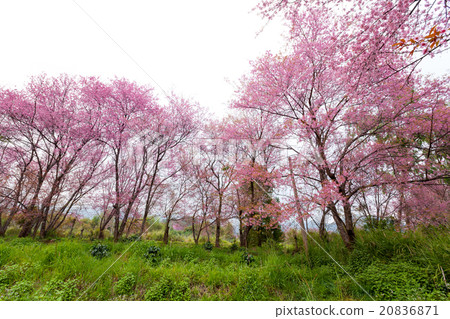 pink sakura blossoms on dirt road in thailand 20836871