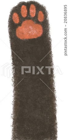Cat's hand _ black cat 20836895