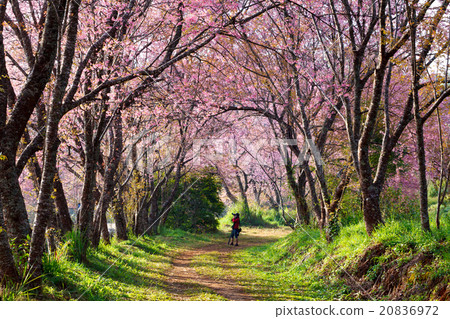 A man taking photo under cherry blossom trees. 20836972
