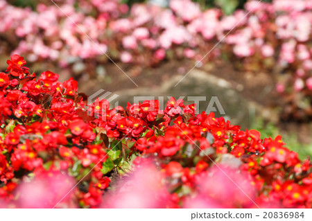 Red Kalanchoe blossfeldiana  20836984