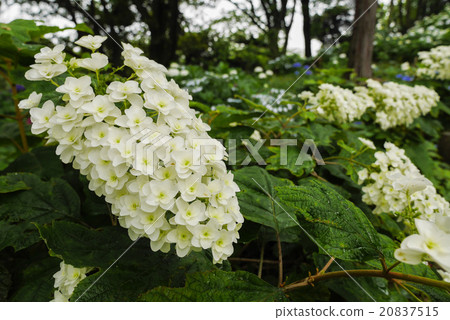  hydrangea 20837515