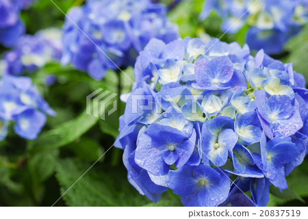 繡球 繡球 20837519