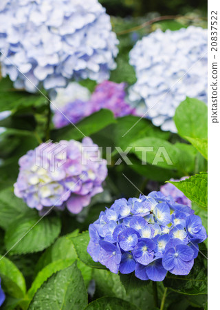  hydrangea 20837522