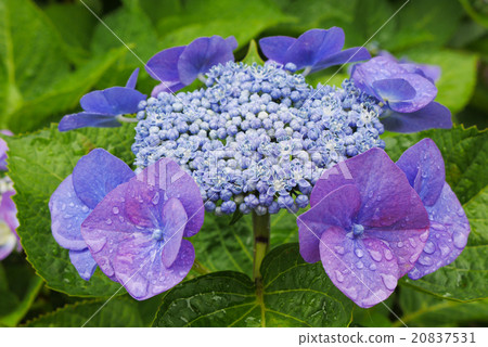  hydrangea 20837531
