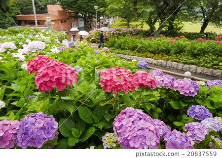 hydrangea hydrangea 20837559