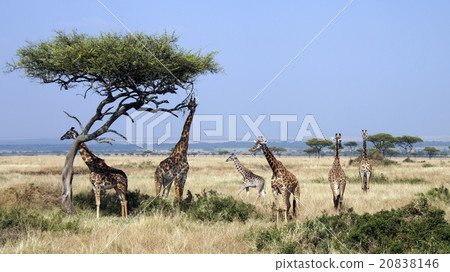 野生動物（麒麟）在肯尼亞馬塞馬拉國家保護區 20838146