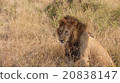 野生動物(獅子)的肯尼亞馬賽馬拉國家保護區 野生動物(獅子)的肯尼亞馬賽馬拉國家保護區 20838147