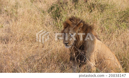 野生動物(獅子)的肯尼亞馬賽馬拉國家保護區 野生動物(獅子)的肯尼亞馬賽馬拉國家保護區 20838147