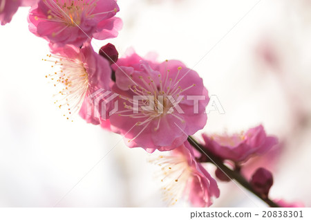 花 花 20838301