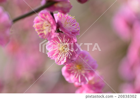 Flowers Flowers 20838302