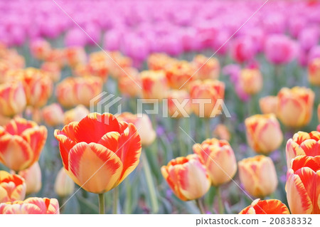 Tulip 20838332