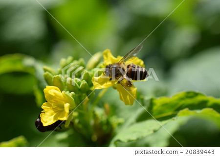 Japan bee and rape flower rape flower bee bee fruit nature cultivation honey insect yellow flower spring Japan bee and rape flower rape flower bee bee fruit nature cultivation honey insect yellow flower spring 20839443