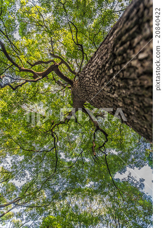 Under branch of big green tree in HDR style Under branch of big green tree in HDR style 20840422