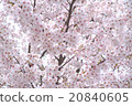 Sakura Bloom 20840605