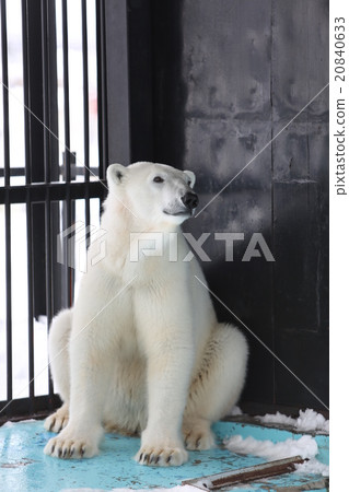 Polar bears 20840633