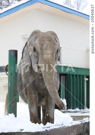 冬天大象 20840637