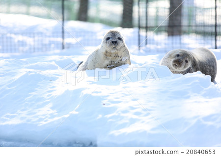 Goma seals on snow 20840653