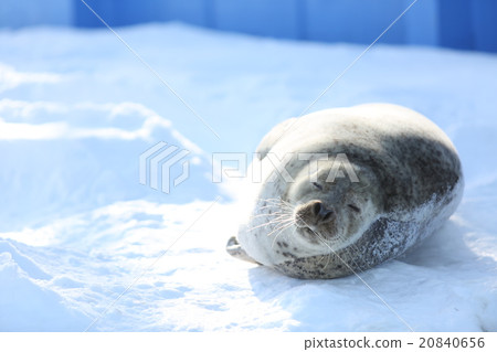 Goma seals on snow 20840656