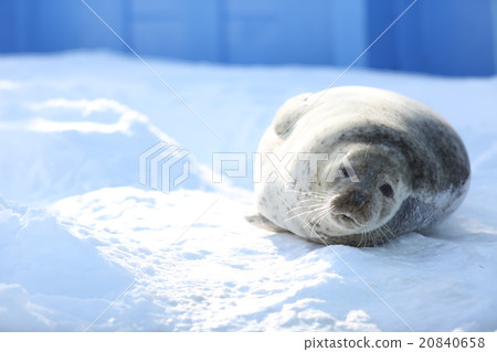 Goma seals on snow 20840658