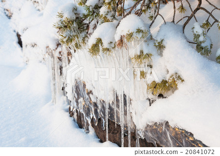 Beautiful icicle ice formation on small tree Beautiful icicle ice formation on small tree 20841072