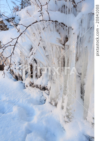 Beautiful icicle ice formation on small tree Beautiful icicle ice formation on small tree 20841088