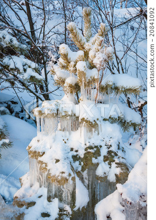 Beautiful icicle ice formation on small tree Beautiful icicle ice formation on small tree 20841092