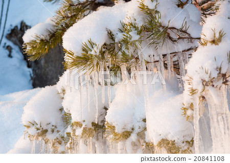 Beautiful icicle ice formation on small tree 20841108