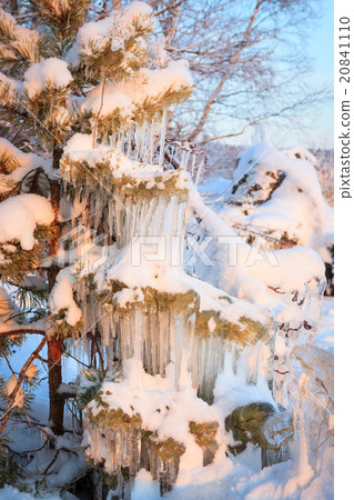Beautiful icicle ice formation on small tree 20841110