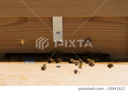 A bee 20841822