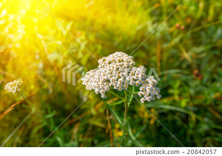 Flowering yarrow Achillea millefolium 20842057