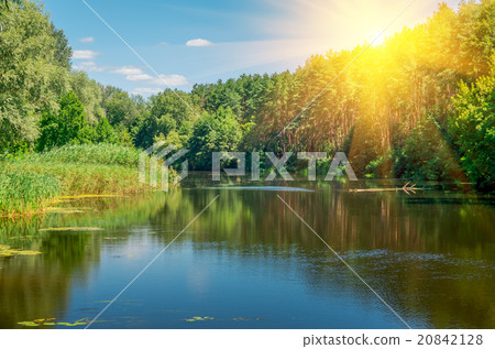 Forest on the banks river 20842128