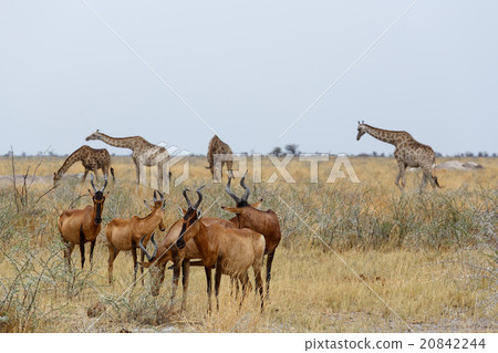 A Tsessebe (Damaliscus lunatus) A Tsessebe (Damaliscus lunatus) 20842244