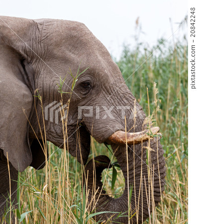 big african elephants in Etosha 20842248