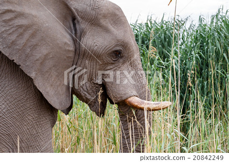 big african elephants in Etosha big african elephants in Etosha 20842249