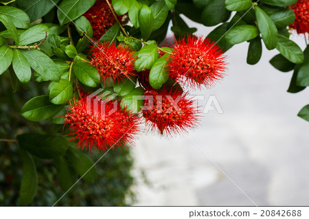 Red Flower Bush willow. 20842688