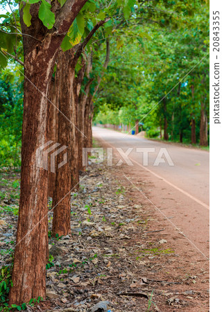 Teak forests on the rural road with environment 20843355