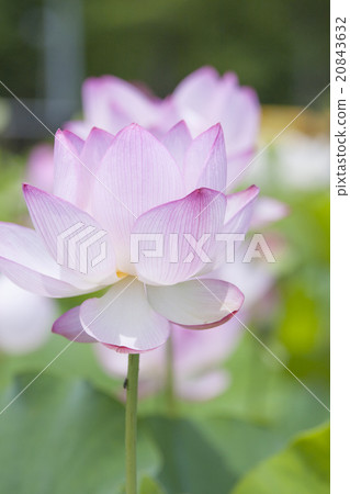 蓮花瓣（垂直） 20843632
