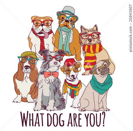 Group dog fashion hipster isolated on white. Group dog fashion hipster isolated on white. 20843807