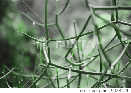 Water drops on green grass. Water drops on green grass. 20844309