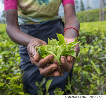 Tea pickers in Nuwara Eliya, Sri Lanka 20845770